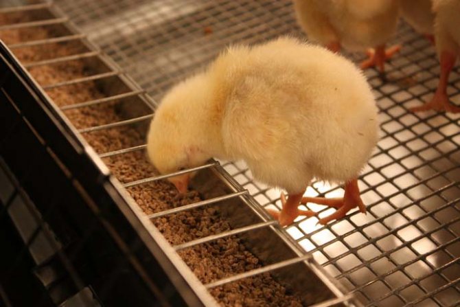 The size of the mesh floor depends on the length of time the chicks are kept.