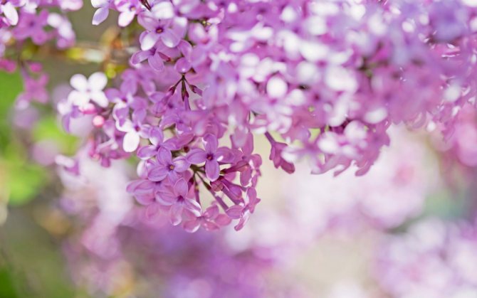 Gorgeous lilac flowers