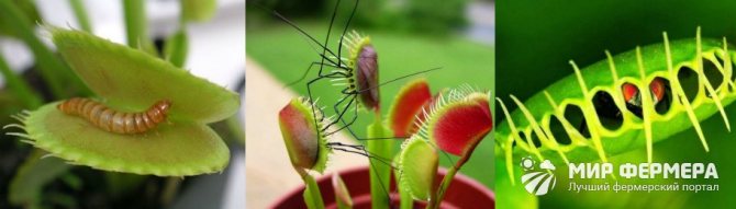 Pagpapakain ng Venus flytrap