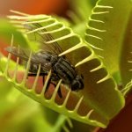Larawan sa pangangalaga ng Venus flytrap