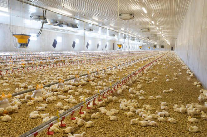 Kycklingkoops ventilationssystem bidrar till spridningen av viruset