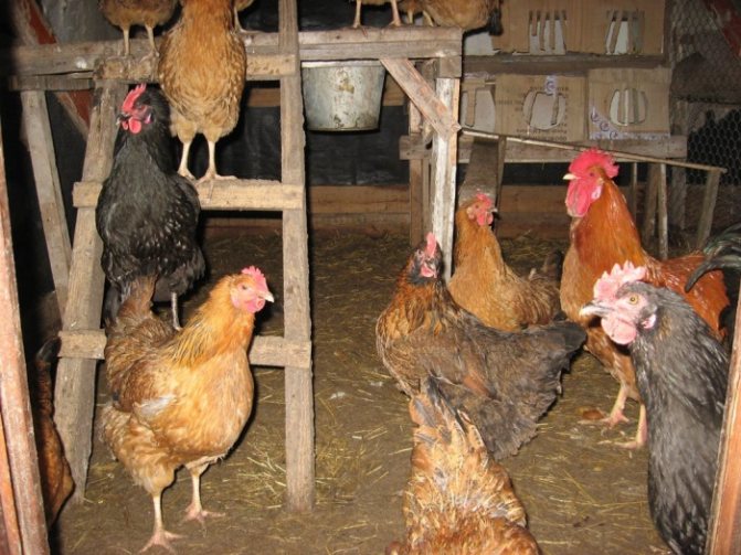 Pengudaraan DIY di kandang ayam