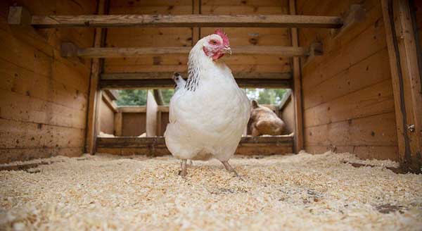 Ventilation in the chicken coop