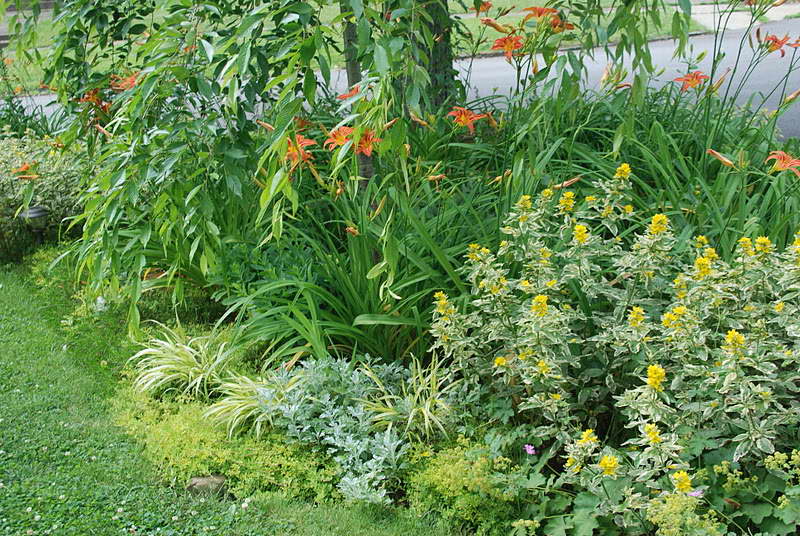 Verbeynik with daylilies on a flower bed photo