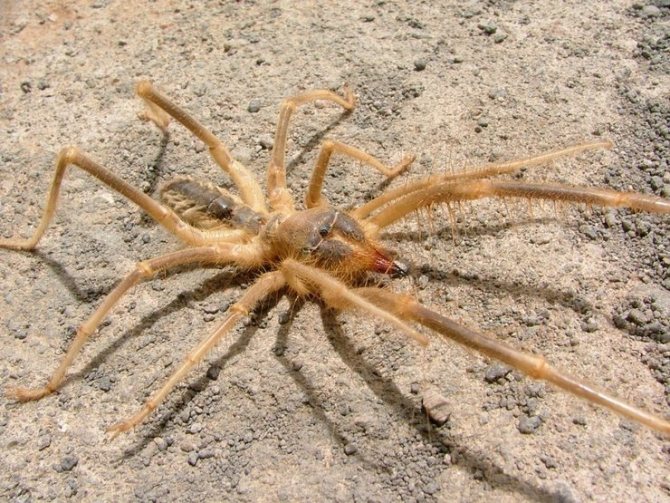 The camel spider, despite the name, is not related to mammals from the camelid family.