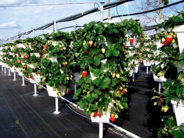 Vertikal odling av jordgubbar i krukor