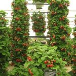 Plantation verticale de fraises ampeleuses