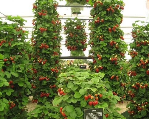 Vertikales Pflanzen von ampelösen Erdbeeren
