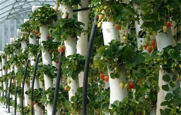 Vertikal metod för odling av jordgubbar