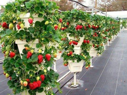 Всяка ягода може да се отглежда вертикално