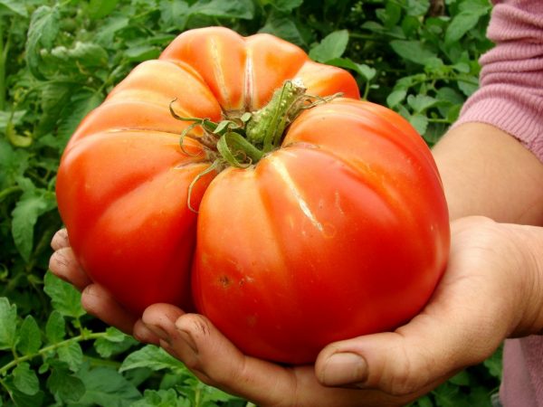 Теглото на един домат може да достигне килограм