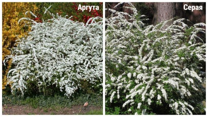 spring flowering varieties of spirea