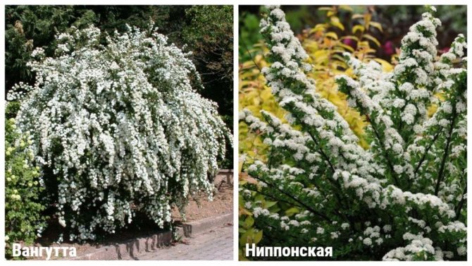 Spring flowering varieties of spirea