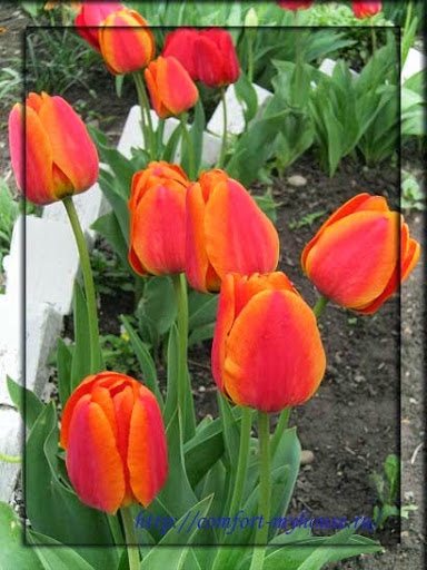 Jarní květiny tulipány