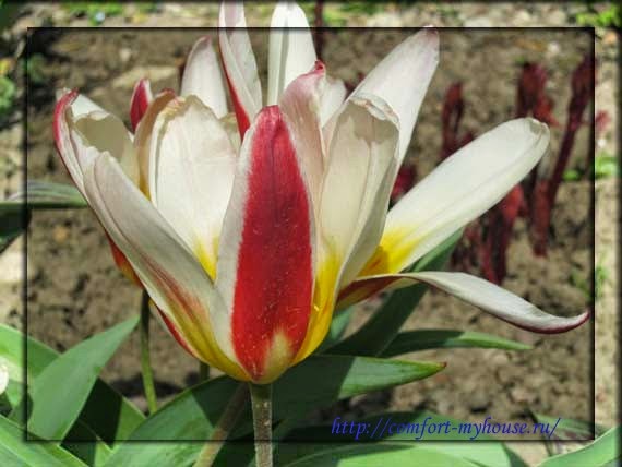 Jarní květiny tulipány