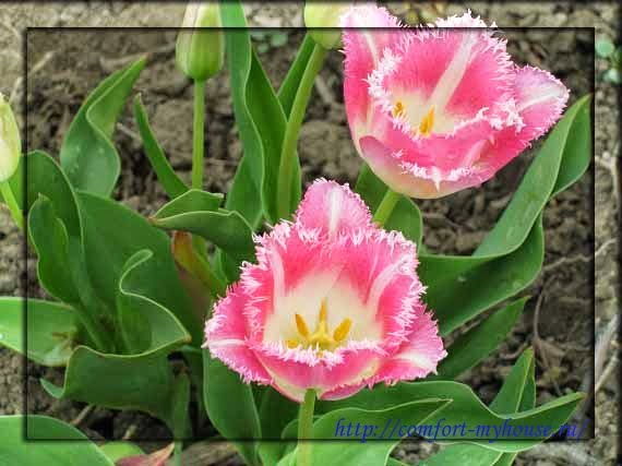 Frühlingsblumen Tulpen