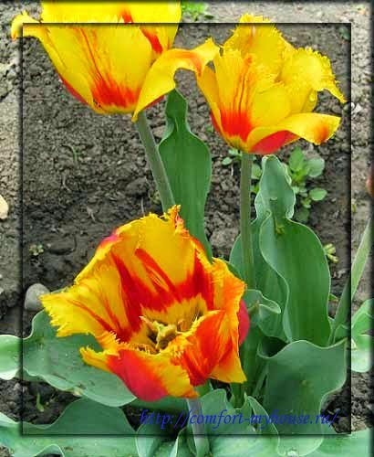 Spring flowers tulips