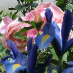 Společná irisová jarní růžová zahrada
