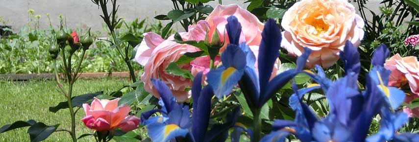 Společná irisová jarní růžová zahrada