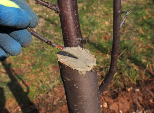 spring care for the apple tree; processing of cuts with garden pitch