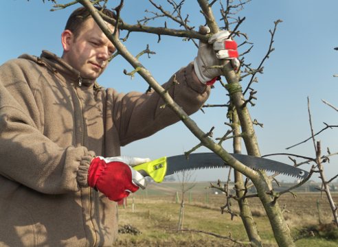 spring care for the apple tree; apple pruning