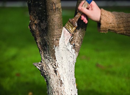 spring care for the apple tree; whitewashing the apple tree in spring