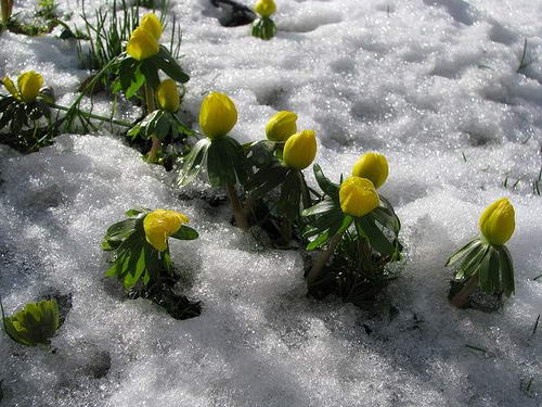 Foto musim sejuk atau musim sejuk Eranthis hyemalis di salji