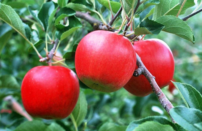تغذية الربيع والخريف لأشجار التفاح