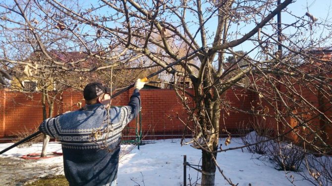 Spring pruning of fruit trees is the basis for future harvest