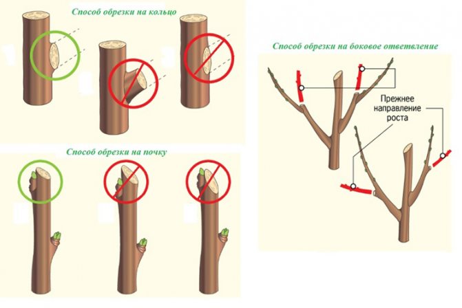 Пролетна резитба на градински ябълкови дървета: време и методи