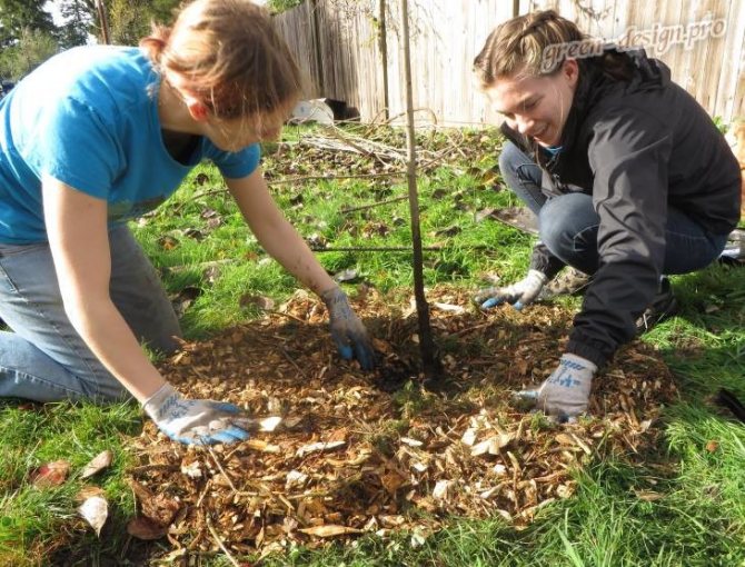 spring planting of fruit trees