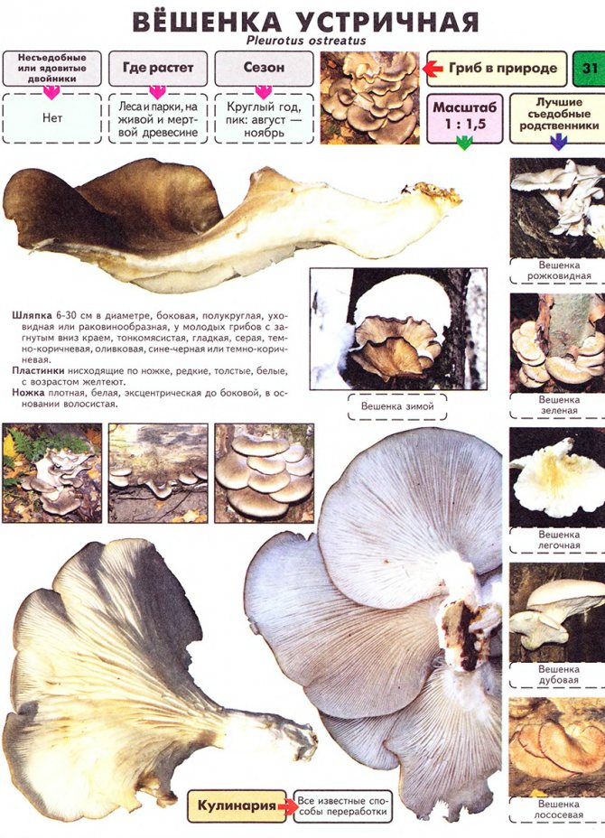 Ciuperca de stridii