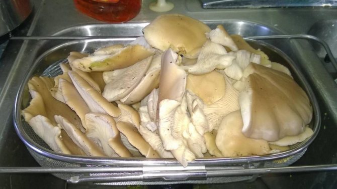 fresh oyster mushrooms