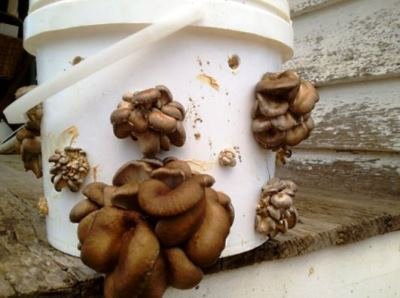 Oyster mushrooms in buckets