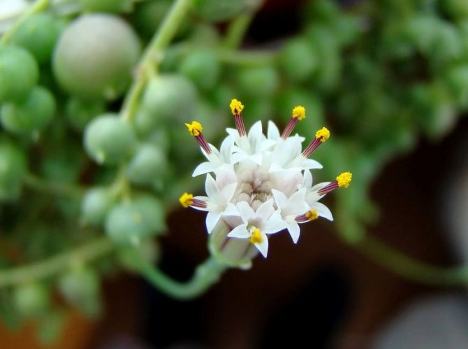 In spring, white buds appear on the succulent