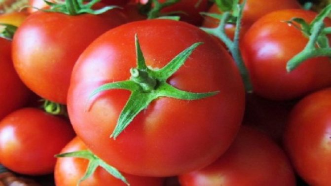 '' اختيار محلي مخضرم - طماطم