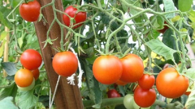 '' Veteran of domestic selection - tomato