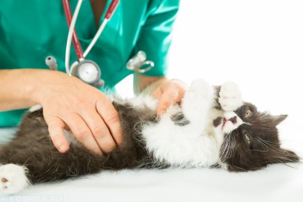 Veterinarian examines the cat