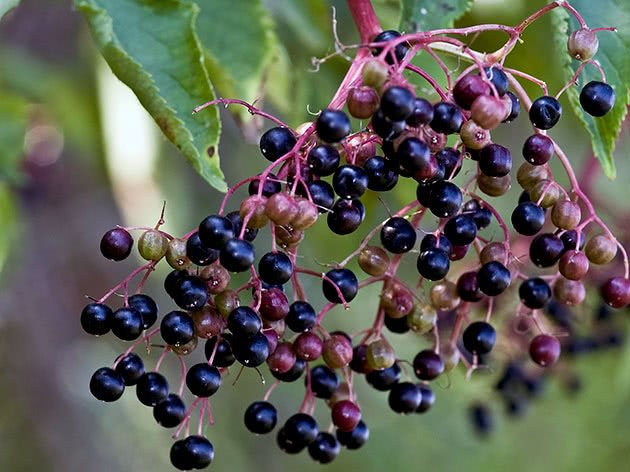 Elderberry branch with berries