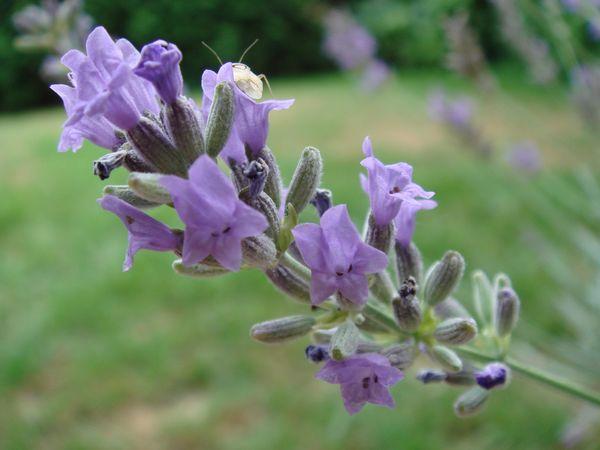 lavender branch