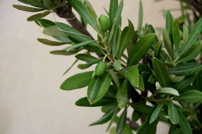 oliv kvist