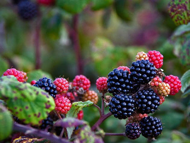 Branch of garden blackberry with berries