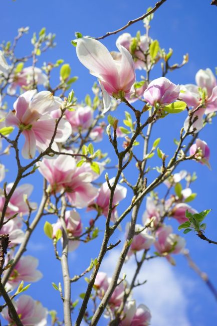 Namumulaklak na mga sanga ng magnolia