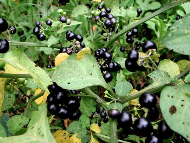 Branches covered with ripe black nightshade berries