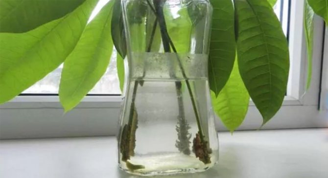 apple tree branches in a jar
