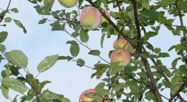 клони на ябълково дърво