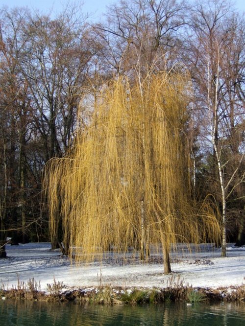 willow pada musim sejuk
