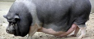 Vietnamesiskt hängande gris