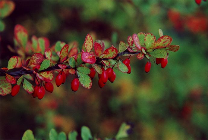 A twig with red barberry.