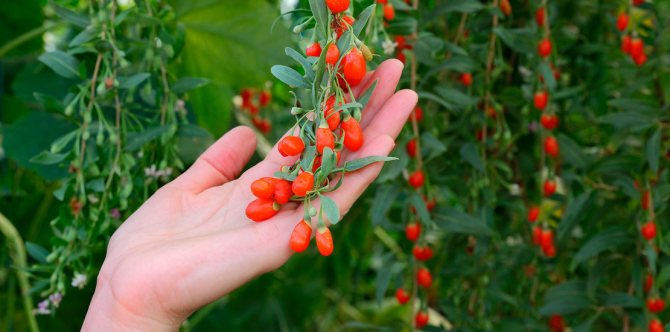 a sprig of barberry is held in hands